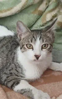بچه گربه حدودا ۶ ماهه