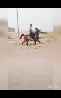 اسب