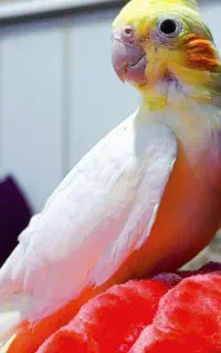 عروس هلندی گمشده