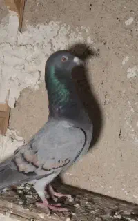 سبز خط زرد