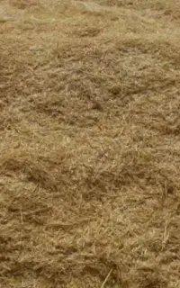 کاه سفید درجه یک فعلی کاه نرم  خوب
