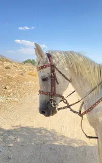 اسب ترکی