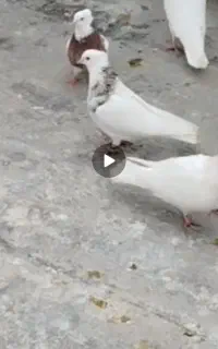 طوقی مهر