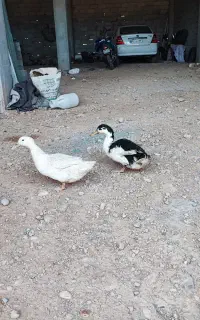 اردک تخم گذار