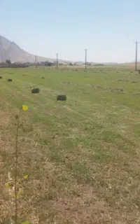 یونجه ساقه ریز ، سبز و مرغوب