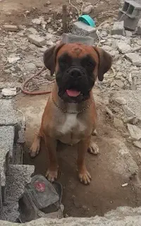 سگ باکسر اصیل