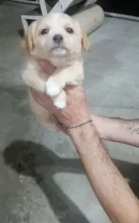 توله سگ پامر