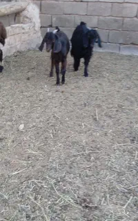 بزغاله ماده