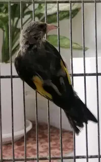 جوجه سهره و گلبسر معاوضه با قناری