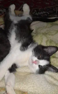 یک جفت بچه گربه تاکسیدو