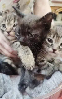 گربه