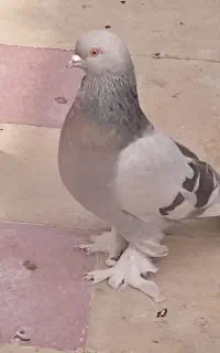 کبوتر سبزوسوسنی