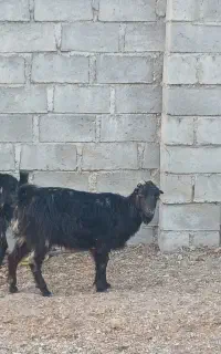 فروش گوسفند محلی