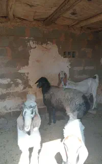 گوسفند جوان