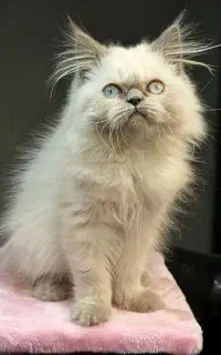 بچه گربه لانگهیر چشم آبی