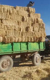 تریلی تراکتور سیبکی در حد صفر