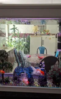 آکواریوم ۲۰۰ لیتری شرکتی با تمام تجهیزات و ماهی