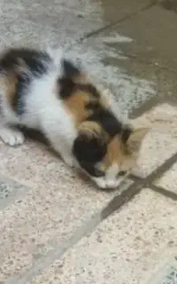 واگذاری بچه گربه خانگی