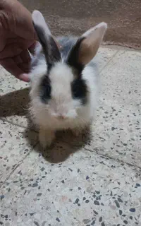 خرگوش سالم