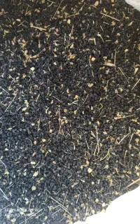 تخم موسیر