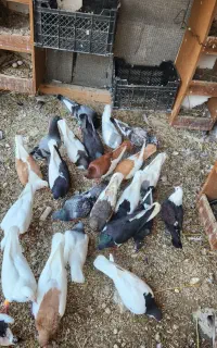 کبوتر همه جوره کنگان روهم