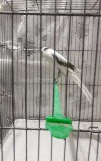 قناری رسمی بلند نر