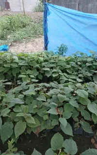 نهال قلم نشده کیوی.