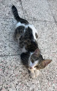 دوعدد گربه خونگی