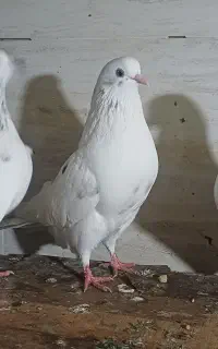 کفتر