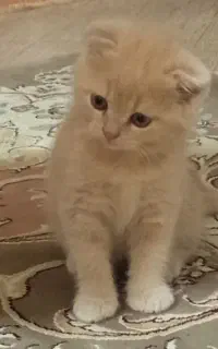 گربه