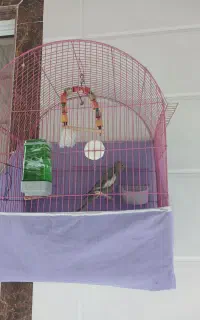 عروس هلندی ماده