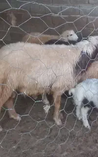 قورچ جوان