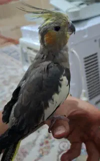 عروس هلندی