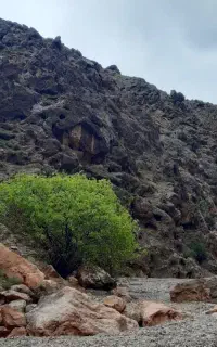 زرشک پفکی درجه یک فروشی