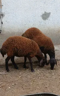 هترو افشار دو راس گوسفند آبستن شیشک