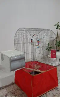 قفس بزرگ عروس هلندی با تمام وسایل