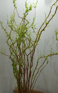 گل زیبا