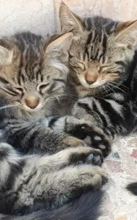 بچه گربه 5 ماهه