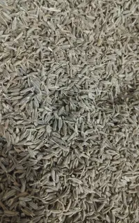 زیره ارگانیک و خوش عطر