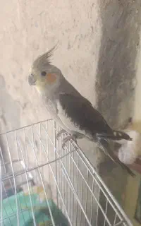 عروس جوجه دستی