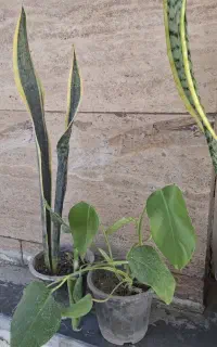 گلدون طبیعی