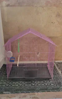 قفس صورتی برای عروس هلندی