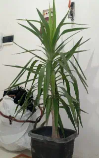 درخت یوکا