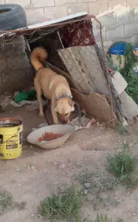 سگ سرابی