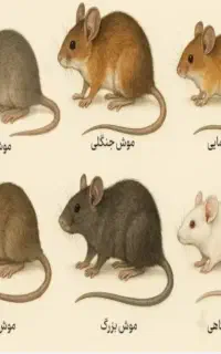 طعمه گذاری موش