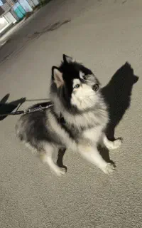 سگ هاسکی اصیل