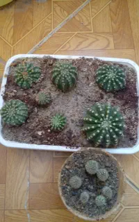 گل کاکتوس