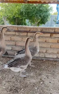 غاز