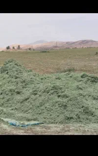 کاه یونجه