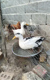 مرغابی و جوجه خروس محلی